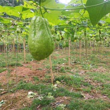 云南河口反季节佛手瓜
