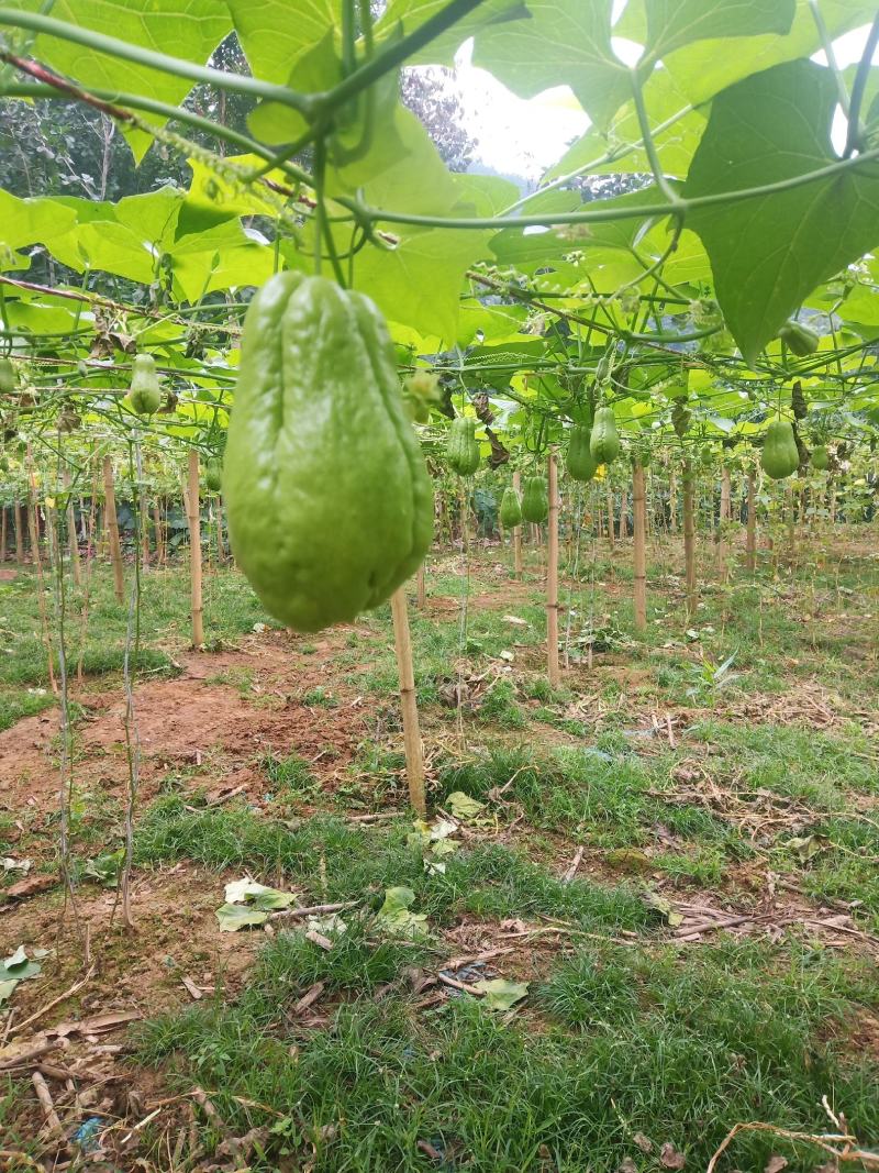 云南河口反季节佛手瓜