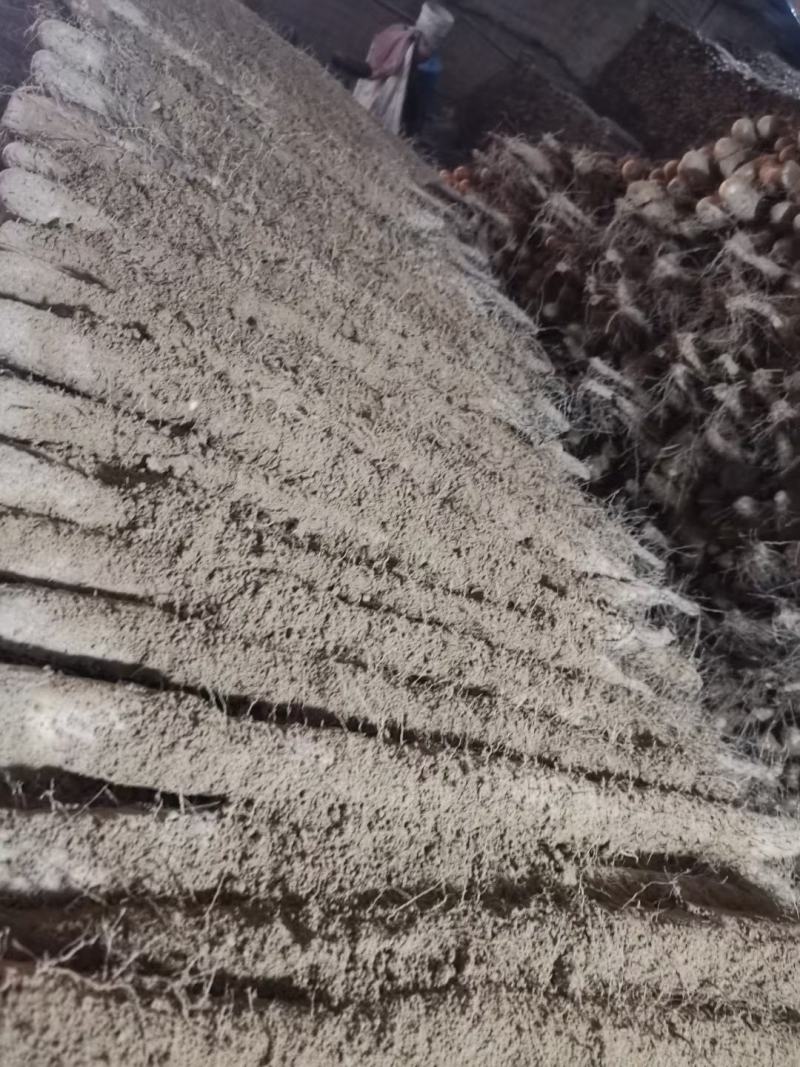 我处大量有棒药好大货，二路，三路货，应有尽有保质保量
