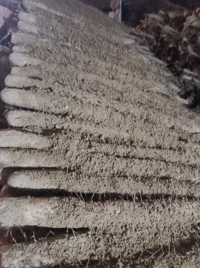 我处大量有棒药好大货，二路，三路货，应有尽有保质保量