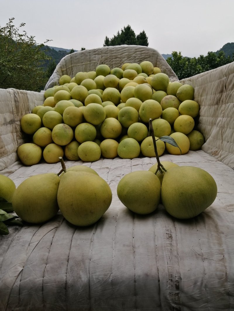 金堂蜜柚
