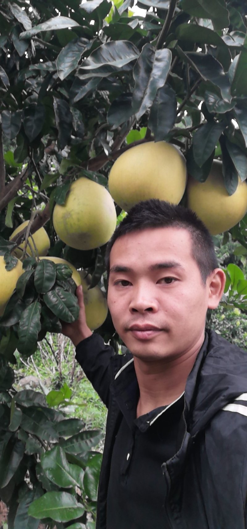 金堂蜜柚