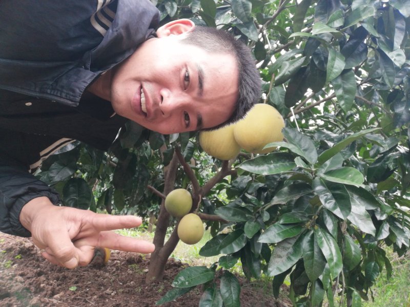 金堂蜜柚
