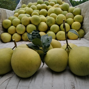 金堂蜜柚
