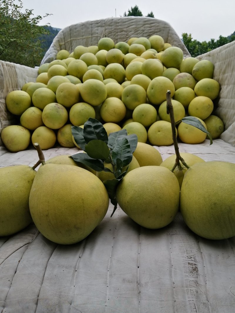 金堂蜜柚