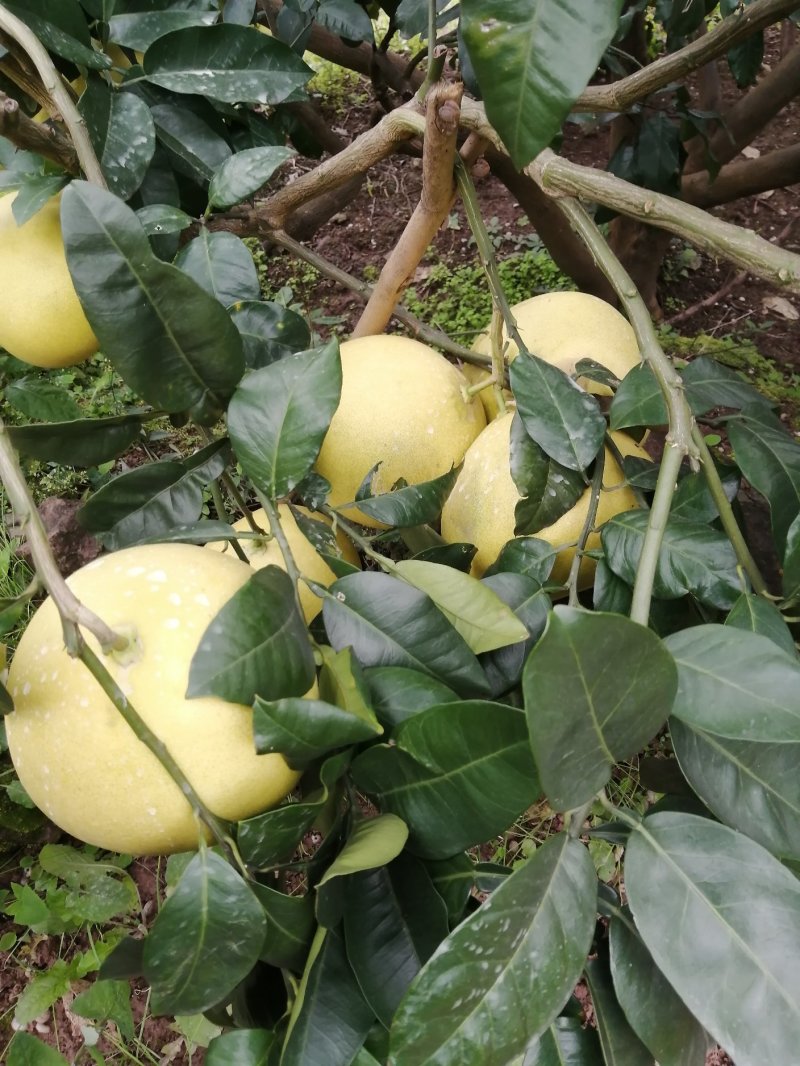 金堂蜜柚