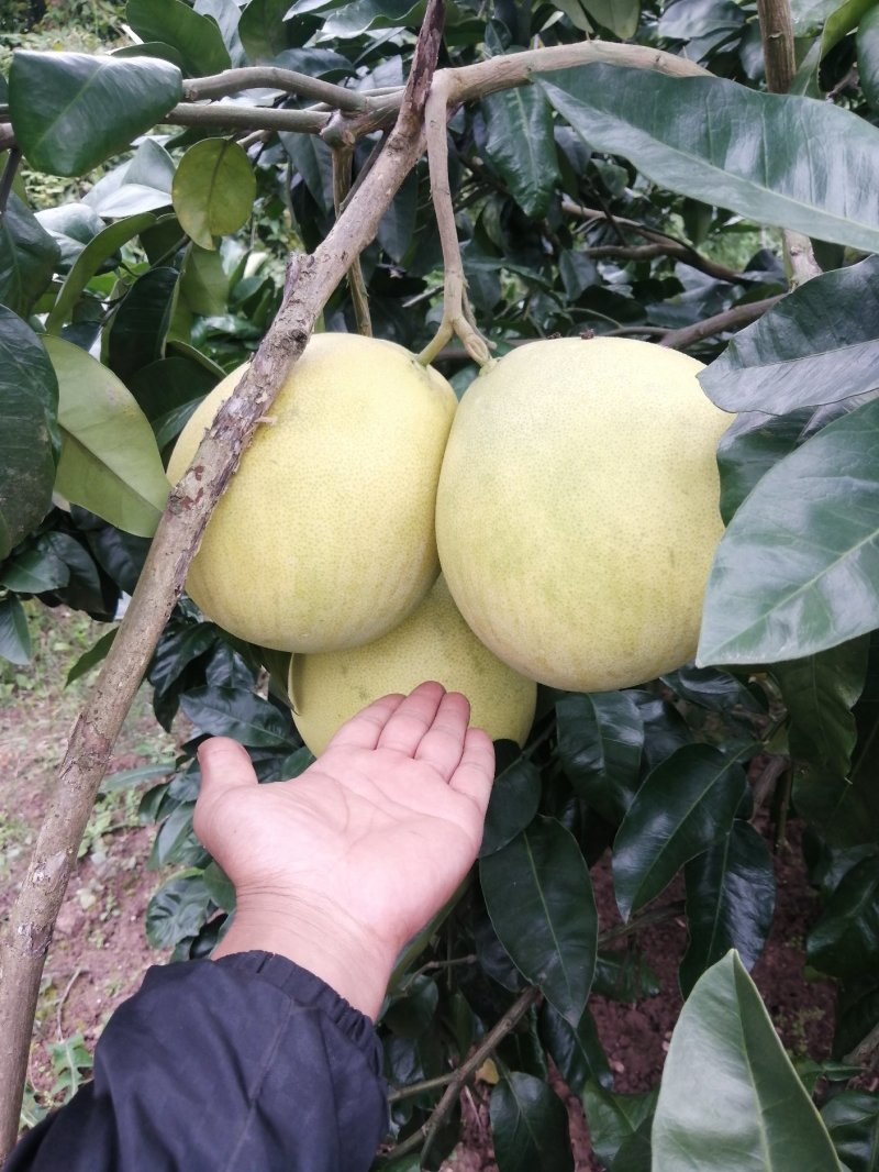 金堂蜜柚
