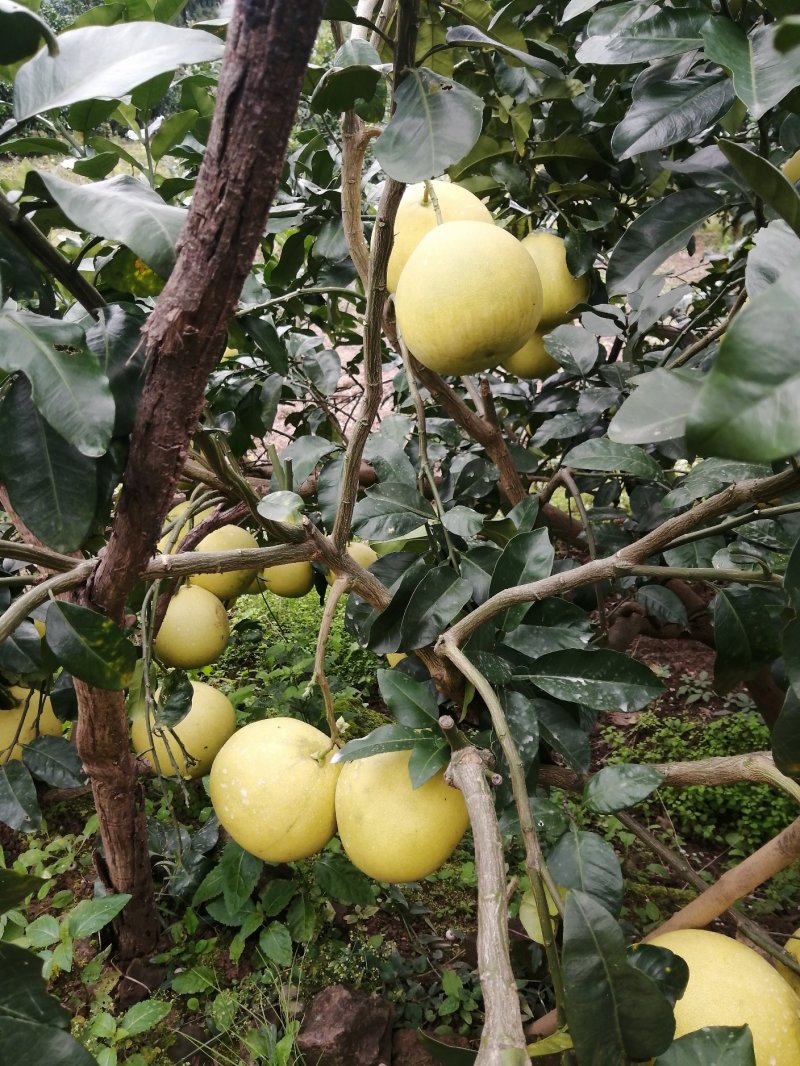 金堂蜜柚