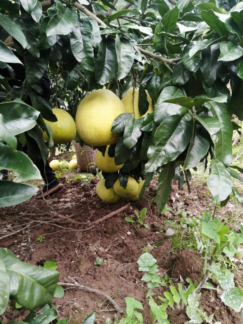 金堂蜜柚
