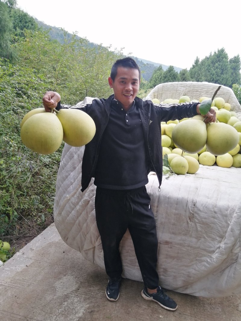 金堂蜜柚