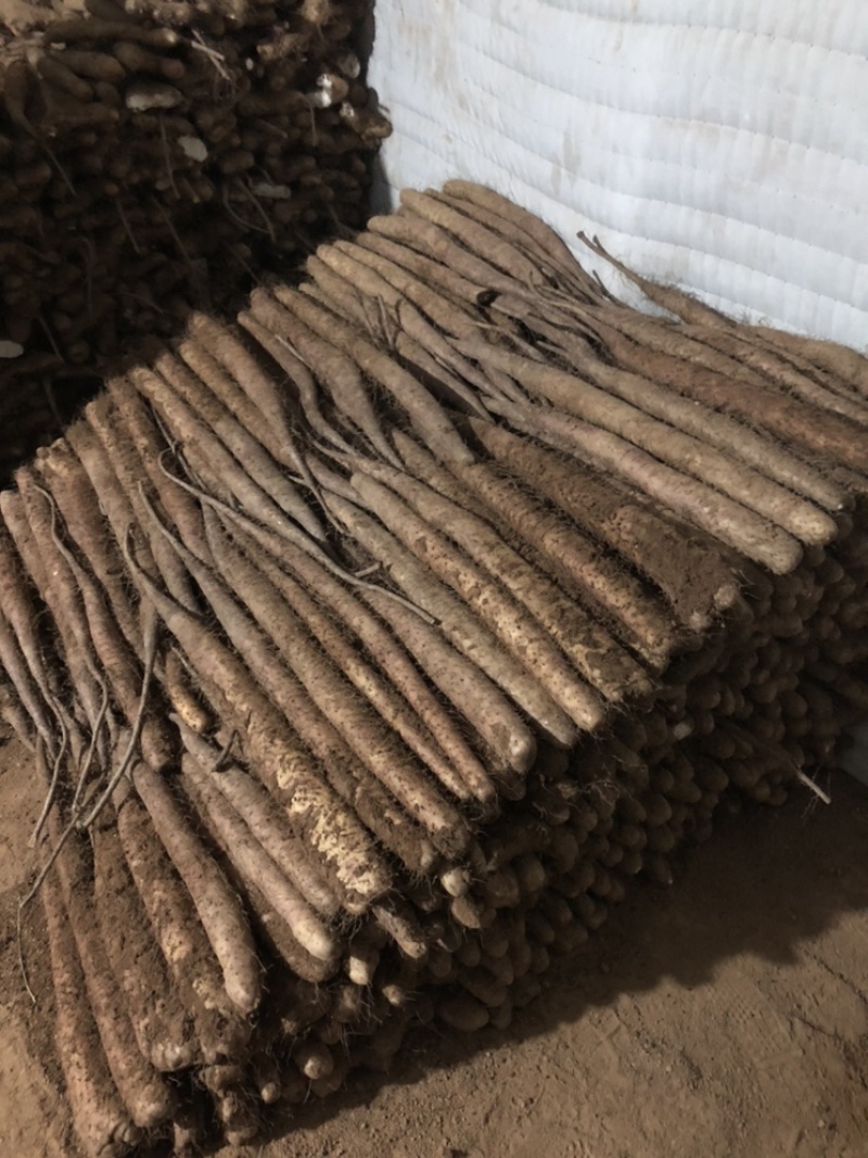批发白玉山药，大货，小货，巴掌，产地直发欢迎来电订货