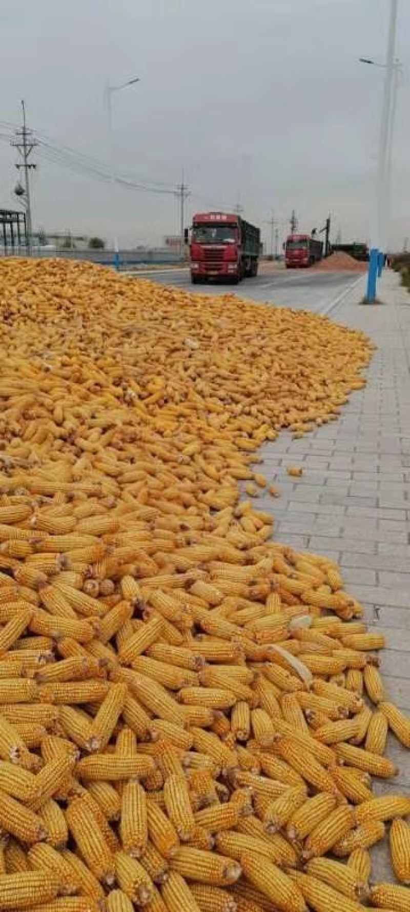 玉米棒山东玉米棒红轴白轴玉米棒湿玉米粒玉米粒