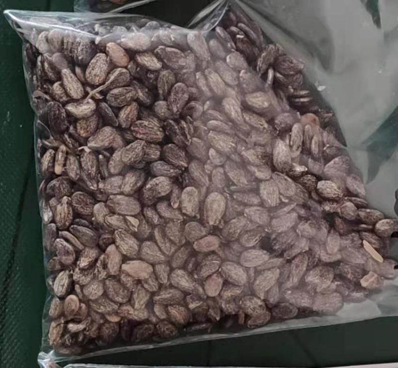 【包邮】乾德新甜糖度高脆甜可口耐裂易储运