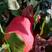 柚子树苗新品种暹罗柚子苗品种保证庭院阳台可盆栽种植包邮