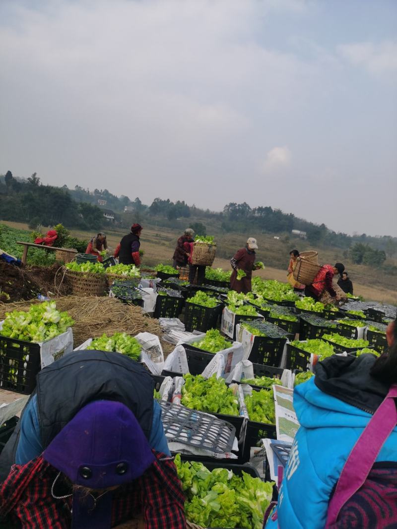 儿菜基地货。个头漂亮。