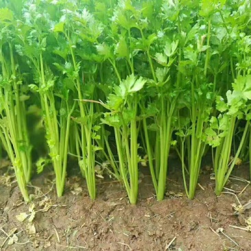 芹菜大量上市，欢迎各位老板前来选购