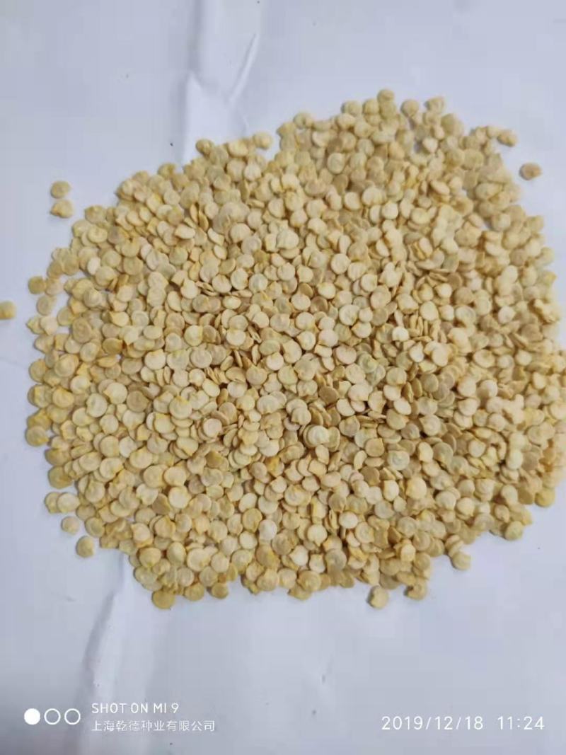 【包邮】乾德金贵肉厚黄色圆椒方椒果型方正耐储运