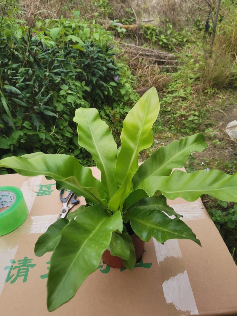 大叶鸟巢蕨（140x130）自产自销