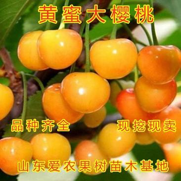 黄蜜大樱桃苗南北方种植好养易活成活率高美国车厘子苗