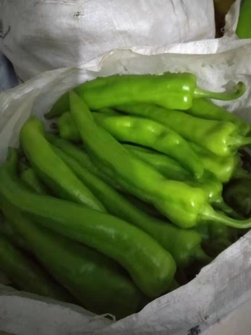 青尖椒，量大者长期合作的朋友提前联系！产地发货，代发全国
