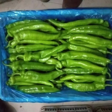 青尖椒，量大者长期合作的朋友提前联系！产地发货，代发全国