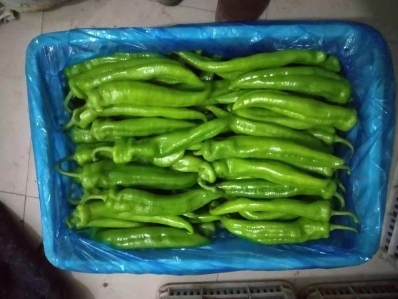 青尖椒，量大者长期合作的朋友提前联系！产地发货，代发全国