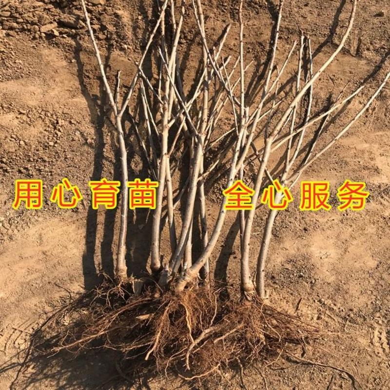 布鲁克斯大樱桃苗南北方种植美国车厘子大樱桃苗品种苗