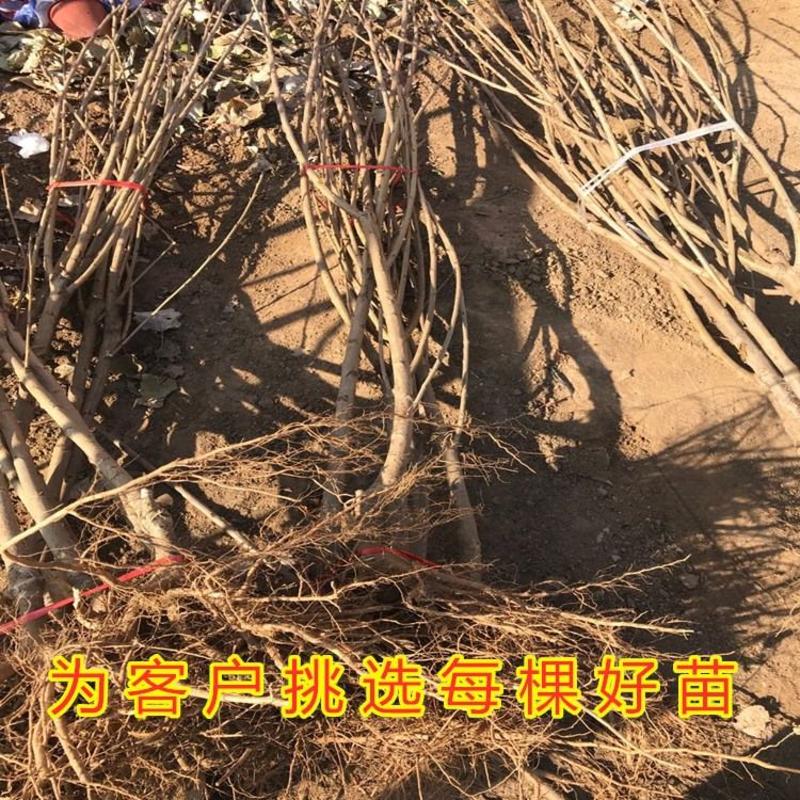 布鲁克斯大樱桃苗南北方种植美国车厘子大樱桃苗品种苗