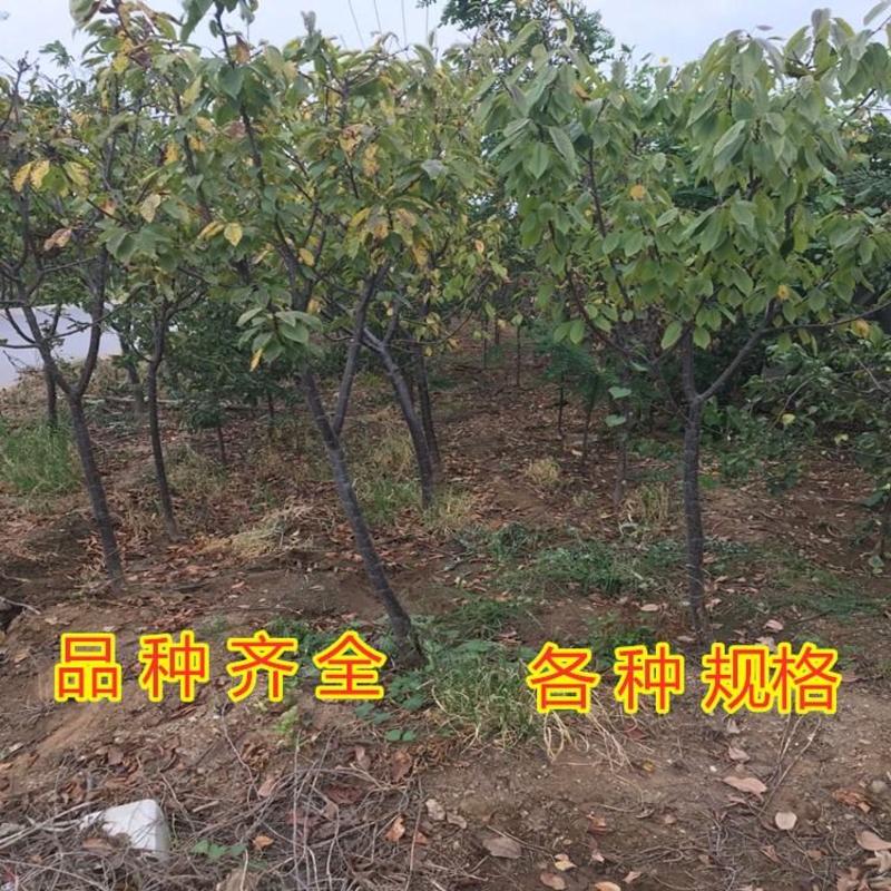 布鲁克斯大樱桃苗南北方种植美国车厘子大樱桃苗品种苗