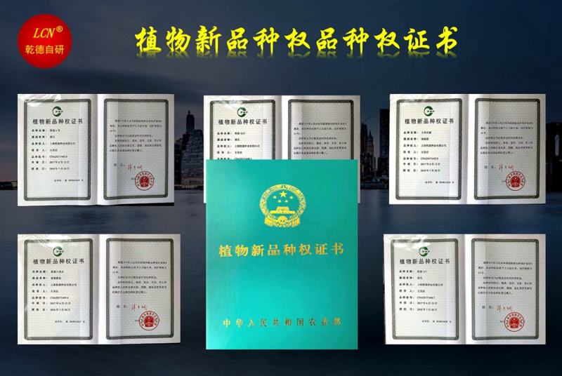 【包邮】乾德70辣椒黄皮尖椒口感香辣