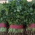 【河北】精品香菜大叶香菜茎叶20--30公分