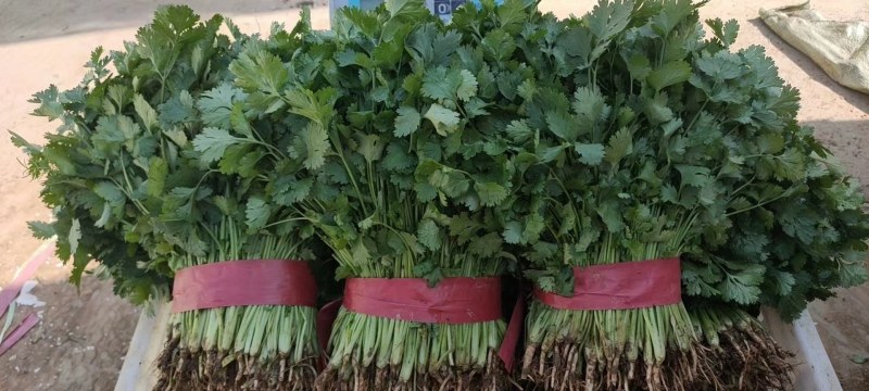 【河北】精品香菜大叶香菜茎叶20--30公分