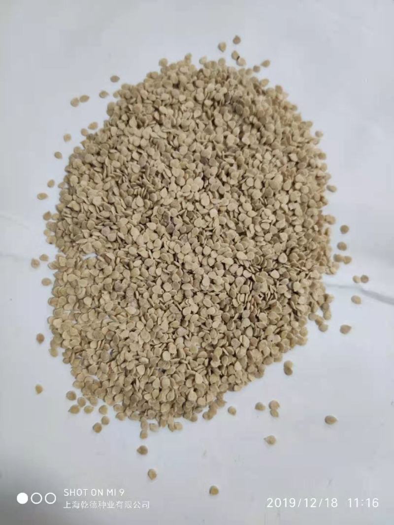 【包邮】乾德059.硬果深粉果番茄春秋栽培