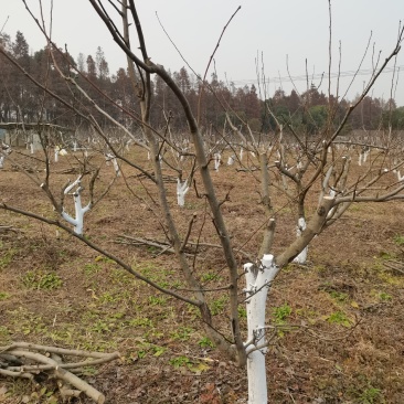 上海市崇明区6年壮龄梨树出售