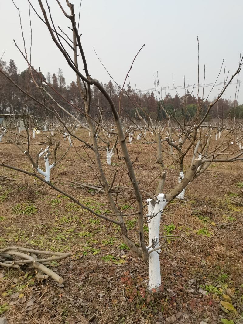 上海市崇明区6年壮龄梨树出售