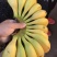 供应香蕉|云南香蕉|