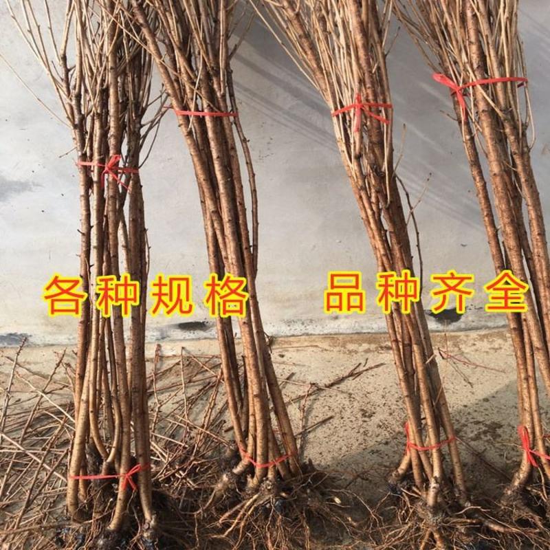 俄罗斯8号大樱桃苗嫁接樱桃苗南北方种植好养易活