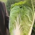 白菜大量上市，大白菜河南周口郸城县李楼乡孔楼行政村