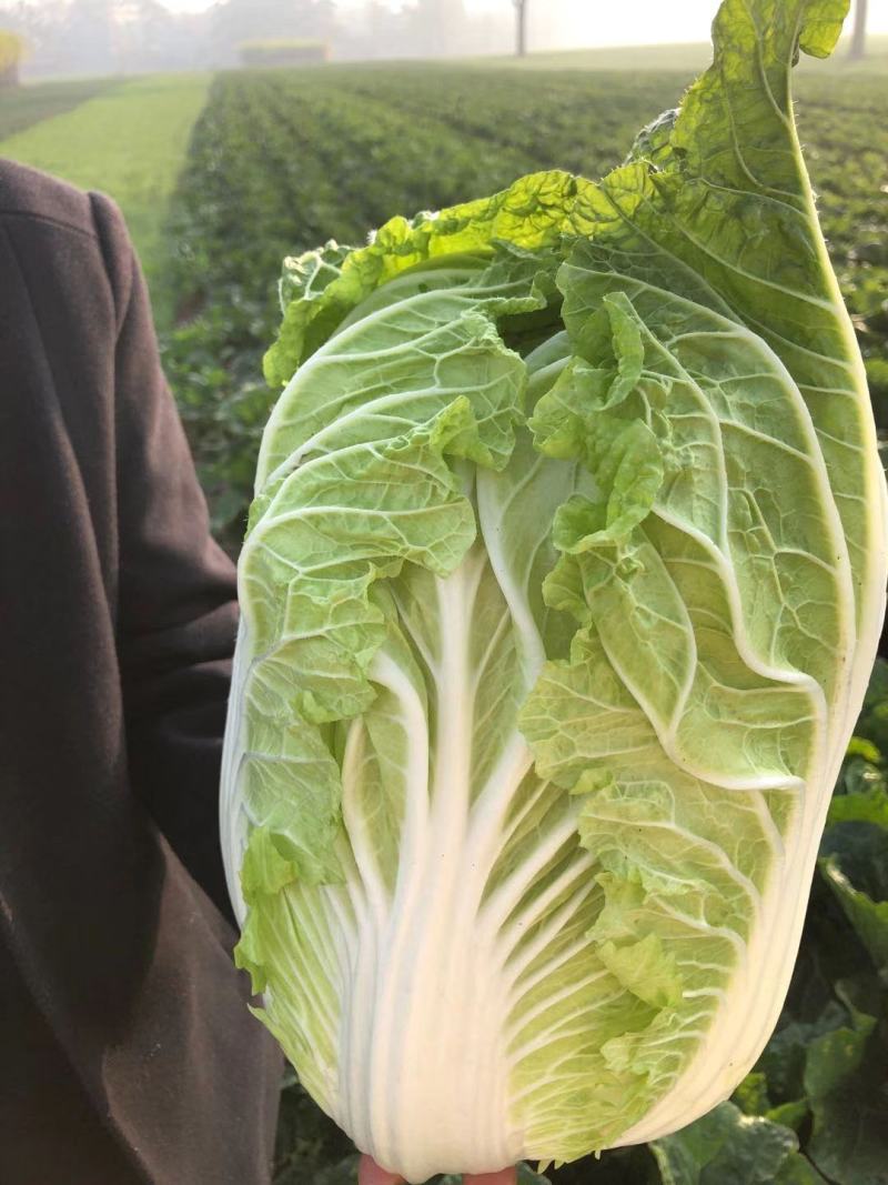 白菜大量上市，大白菜河南周口郸城县李楼乡孔楼行政村