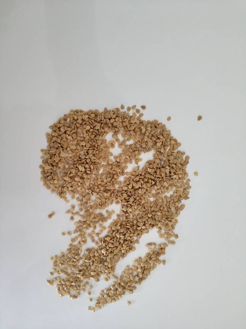 【包邮】乾德番砧抗线虫长势旺不早衰亲和力强番茄嫁接砧木