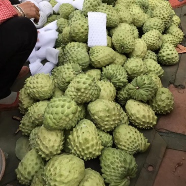 供应优质释迦果|供应番荔枝优质释迦果一件代发