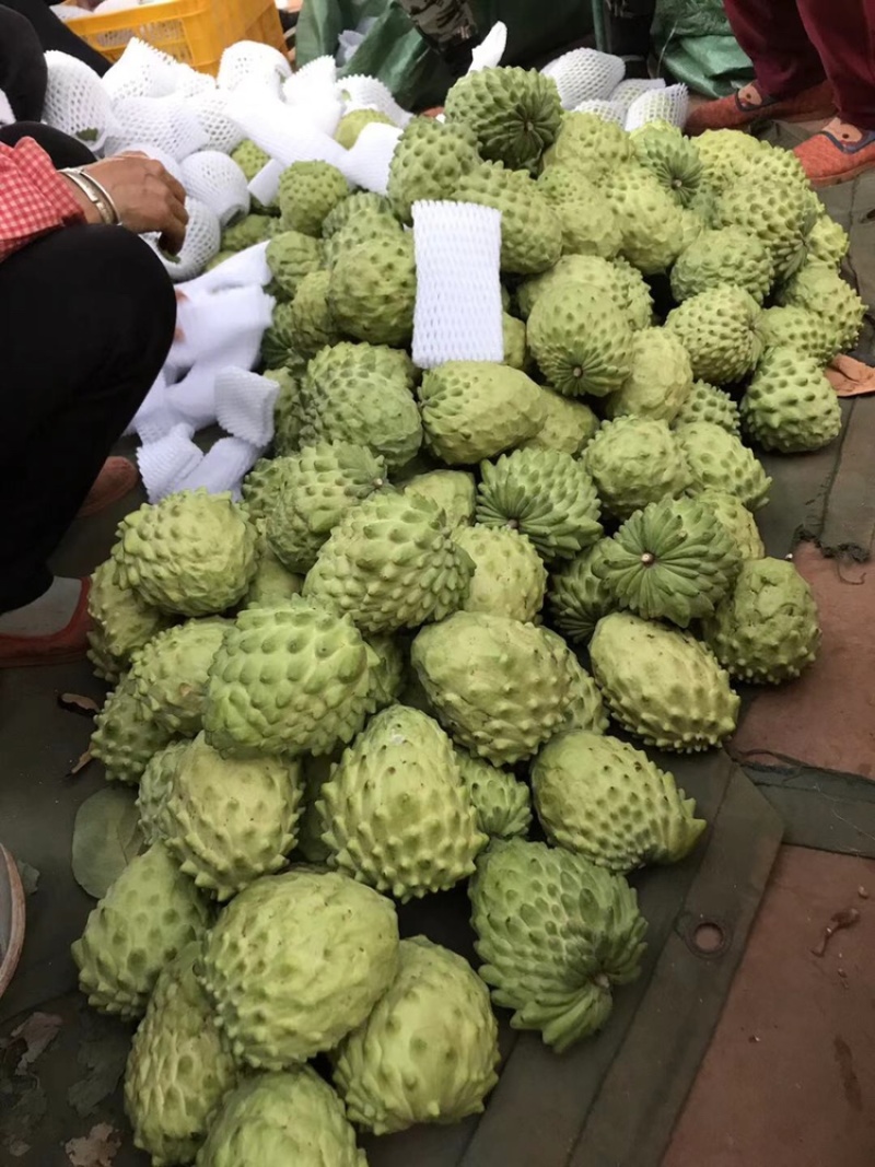 供应优质释迦果|供应番荔枝优质释迦果一件代发