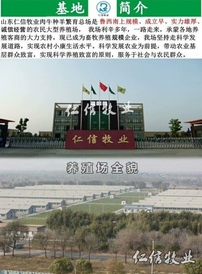 三元杂交牛全国免费送货大量批发厂家直销