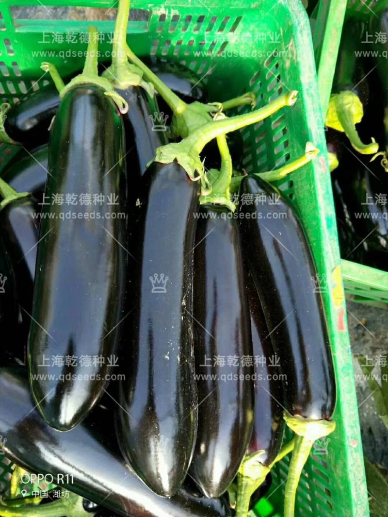 【包邮】长茄550绿萼长茄硬度高味道鲜美颜色亮