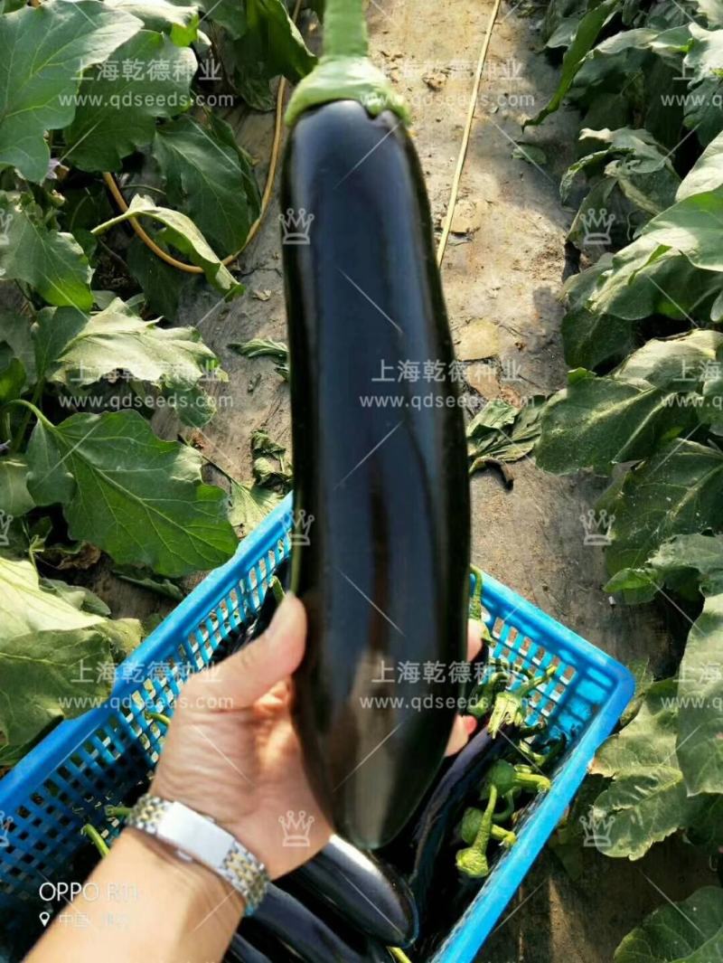 【包邮】长茄550绿萼长茄硬度高味道鲜美颜色亮