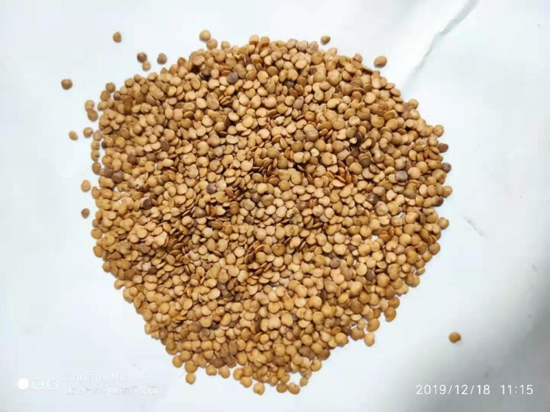 【包邮】长茄550绿萼长茄硬度高味道鲜美颜色亮