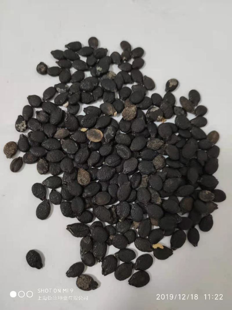 【包邮】乾德爱瑞丝杂交丝瓜种子肉丝瓜春秋茬口蔬菜品种