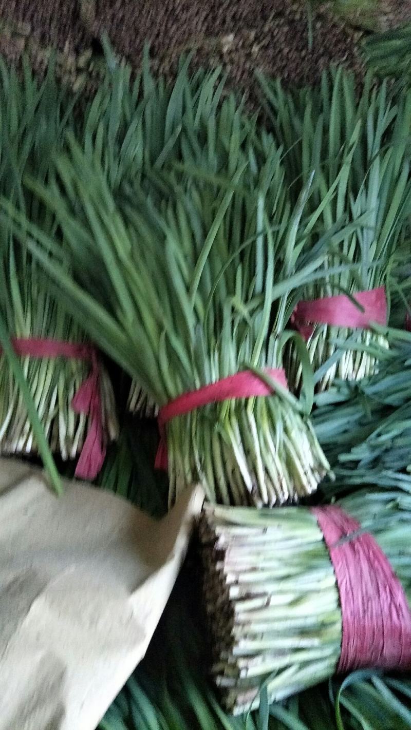精品韭菜大量上市了！