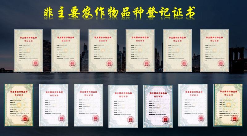 乾德107全雌油亮粗把头圆秋冬冬春栽培黄瓜