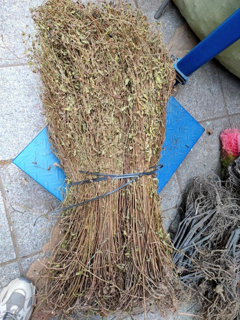 中药材天香炉